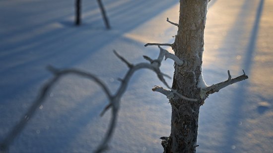 Tree in winter